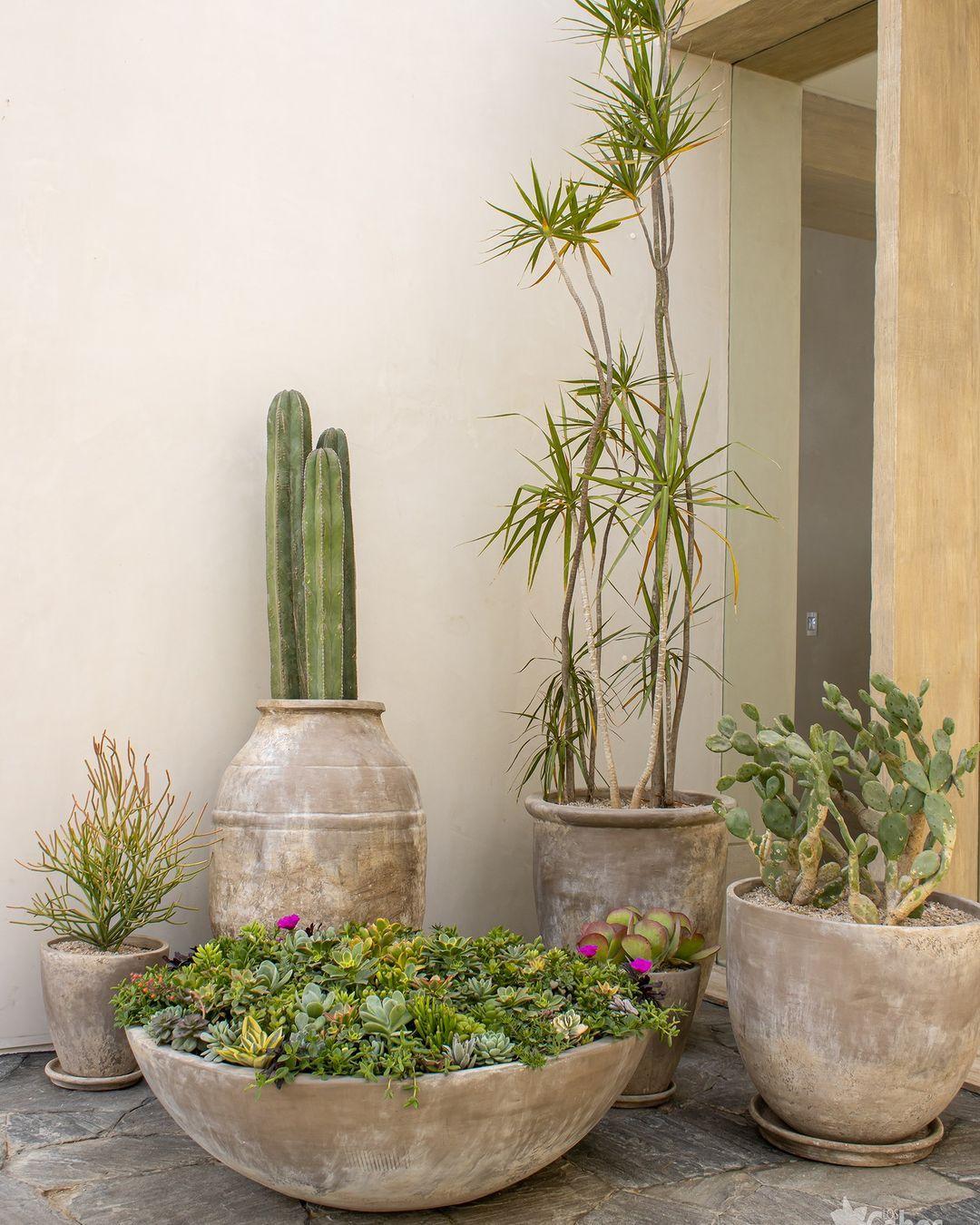 Modern desert xeriscape inspiration with clustered weathered neutral containers, mixed succulents, columnar cacti, and magenta blooms on an eye-level patio view